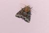 Oligia strigilis